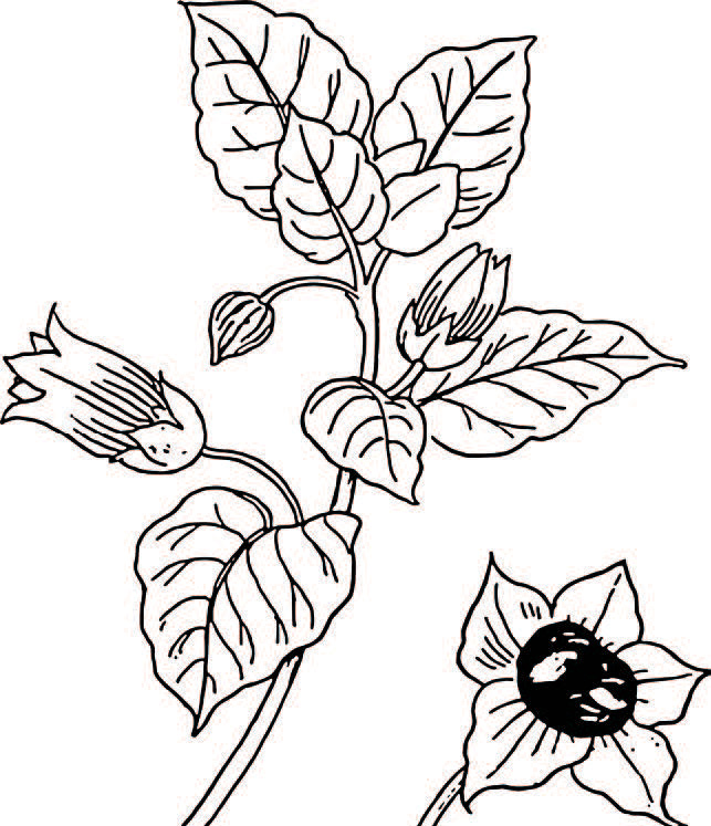 line illustration of Belladonna