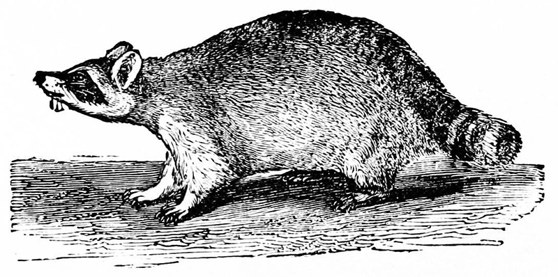 illustration of raccoon