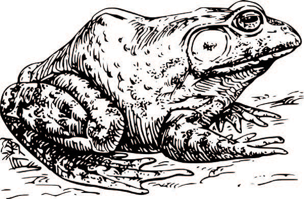 illustration of American Bullfrog