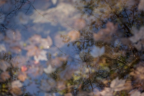 Leaves at Pine Cove