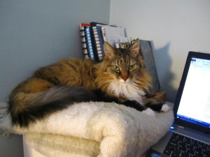 Twig the cat at Kathleen Wall's writing space