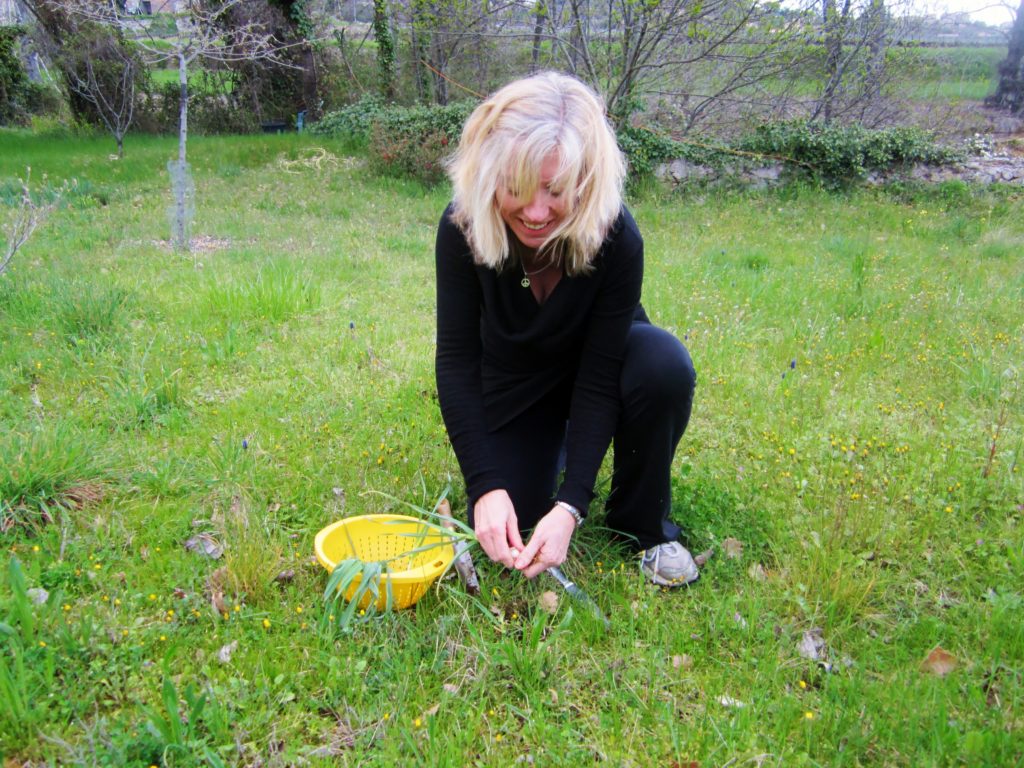 picking wild leeks