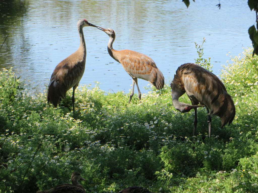 Sandhill Cranes with Young