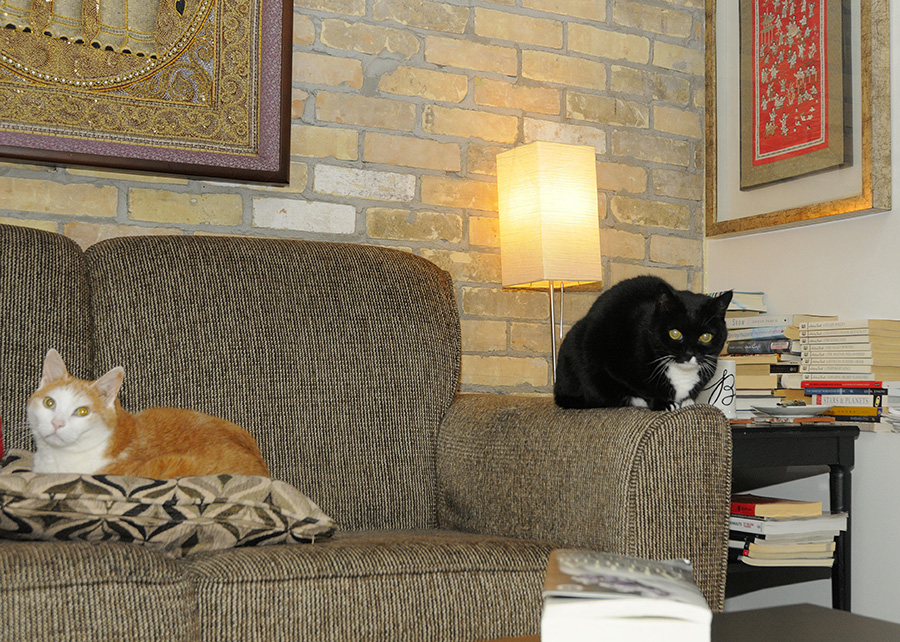 Ron Schafrick reading space: couch with cats