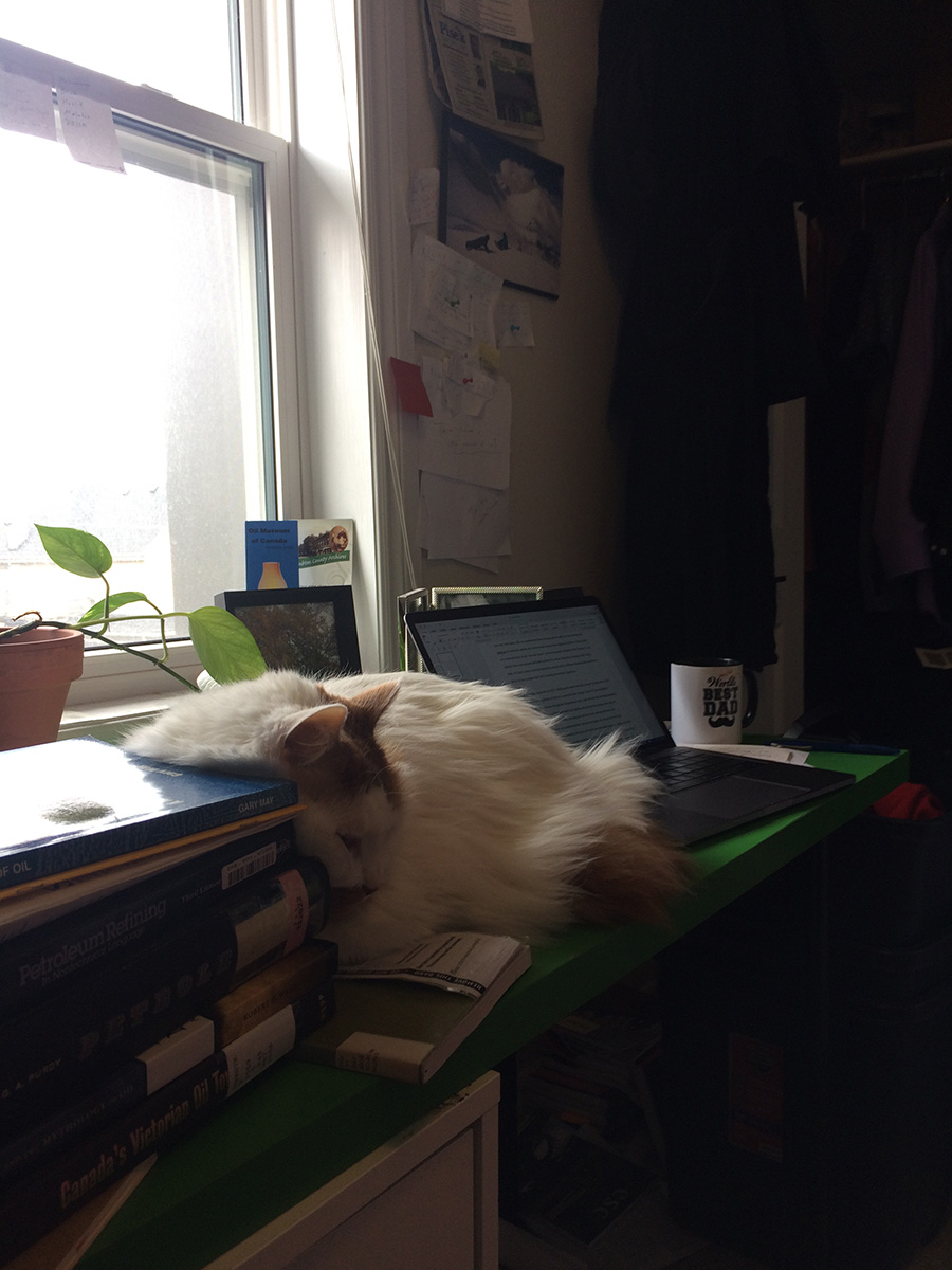 The cat Moby-Dick sleeping among the books. Photo by David Huebert