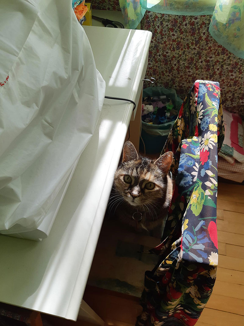 Catherine Austen Writing Space: Office Guest (cat on chair)