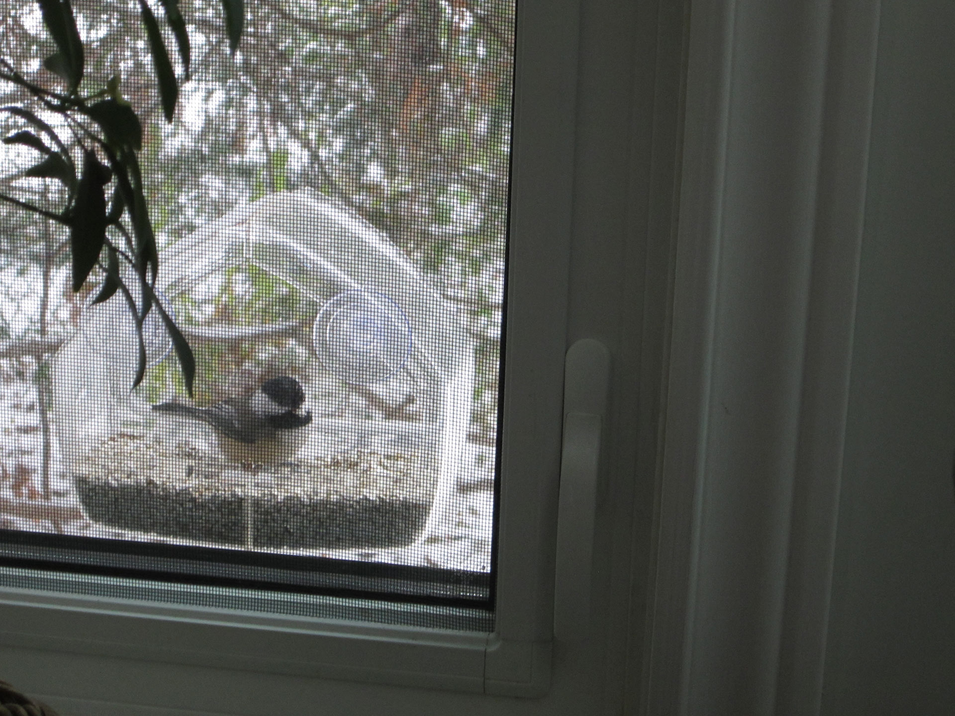 Chickadee-at-feeder